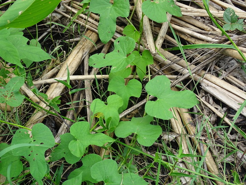 Image of Ipomoea rubens by (c) Alexis López Hernández, some rights reserved (CC BY)
