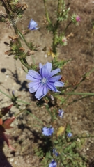 Cichorium intybus