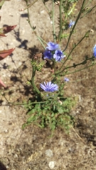 Cichorium intybus