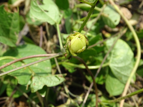 Image of Ipomoea fimbriosepala by (c) Alexis López Hernández, some rights reserved (CC BY)