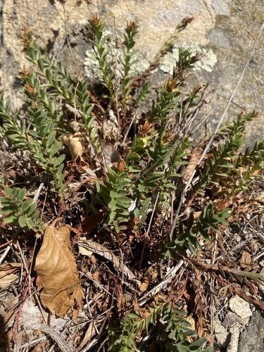 Hypericum orientale