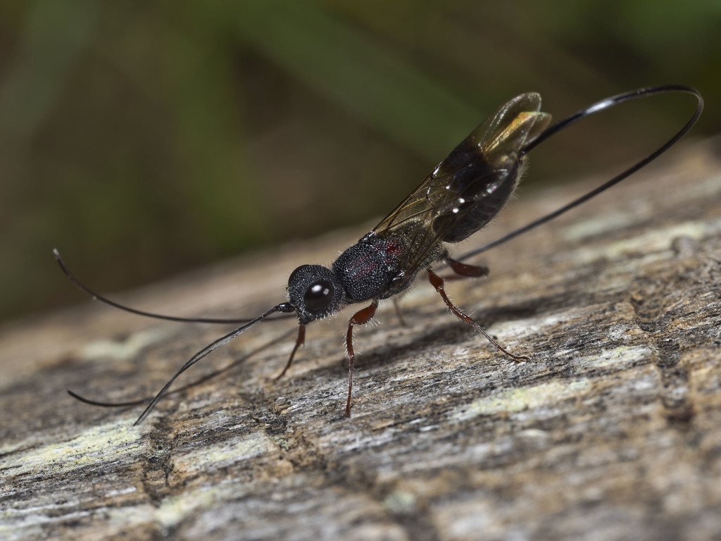 Megalyroidea