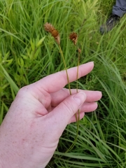 Carex bicknellii