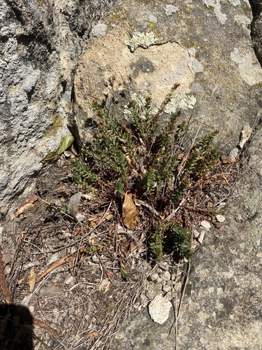 Hypericum orientale, photograph 3