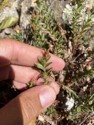 Hypericum orientale, photograph 2