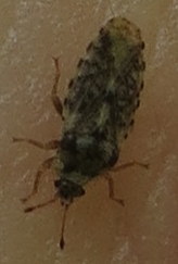 Piesmatidae
