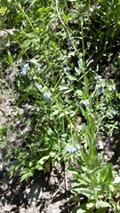 Hackelia velutina