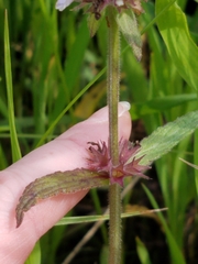 Stachys pilosa