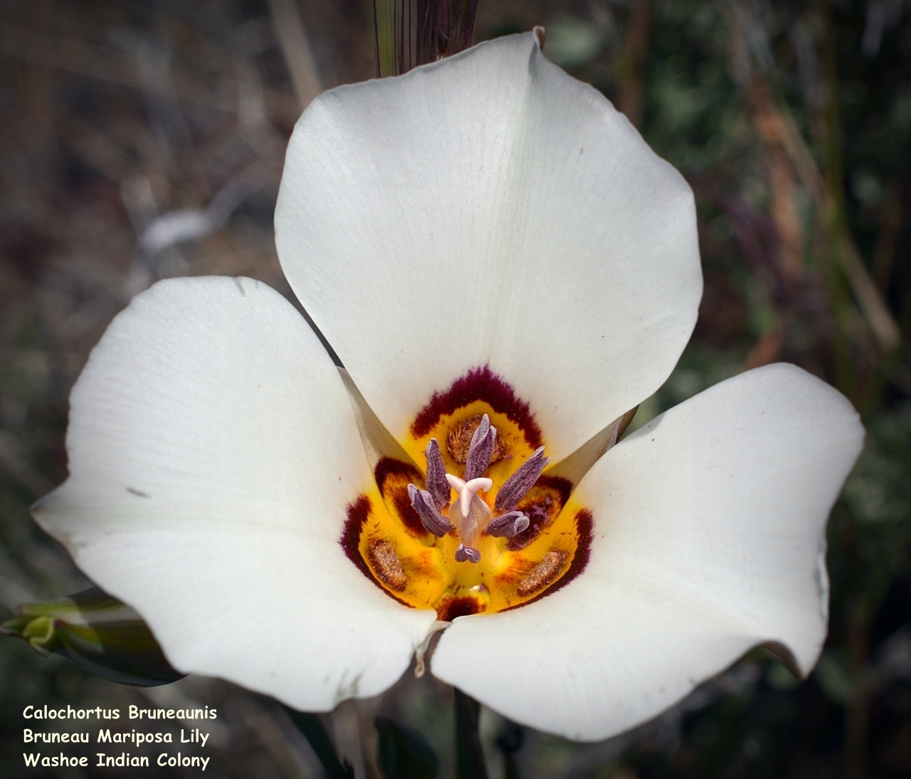 Calochortus bruneaunis