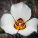 Bruneau Mariposa Lily - Photo (c) mtash, some rights reserved (CC BY-NC), uploaded by mtash