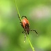 Ixodes - Photo (c) Jofre,  זכויות יוצרים חלקיות (CC BY-NC), uploaded by Jofre