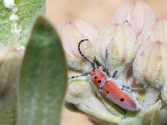 Tetraopes annulatus