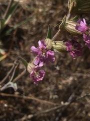 Silene scouleri scouleri