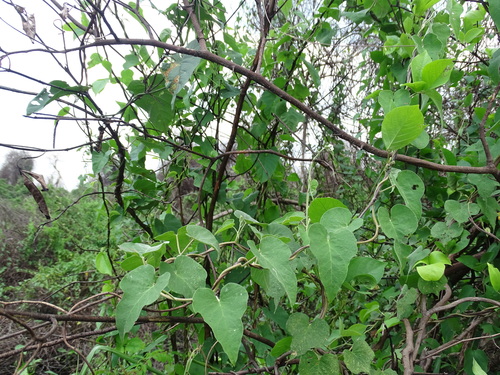 Image of Ipomoea fimbriosepala by (c) Alexis López Hernández, some rights reserved (CC BY)
