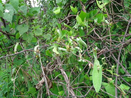 Image of Ipomoea fimbriosepala by (c) Alexis López Hernández, some rights reserved (CC BY)