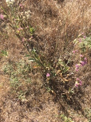 Silene scouleri scouleri