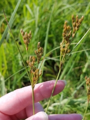 Juncus greenei
