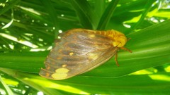 Citheronia bellavista