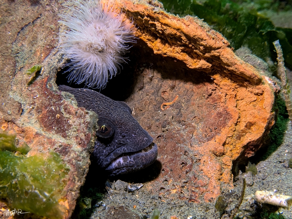 Dark wolf eel in a rock hole beside a plumose anemone