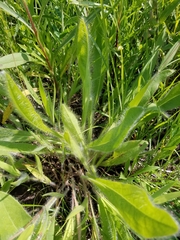 Hieracium longipilum