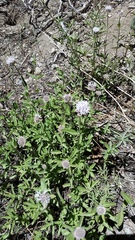 Monardella odoratissima