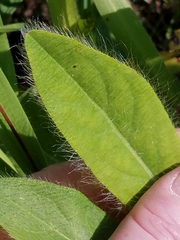 Hieracium longipilum