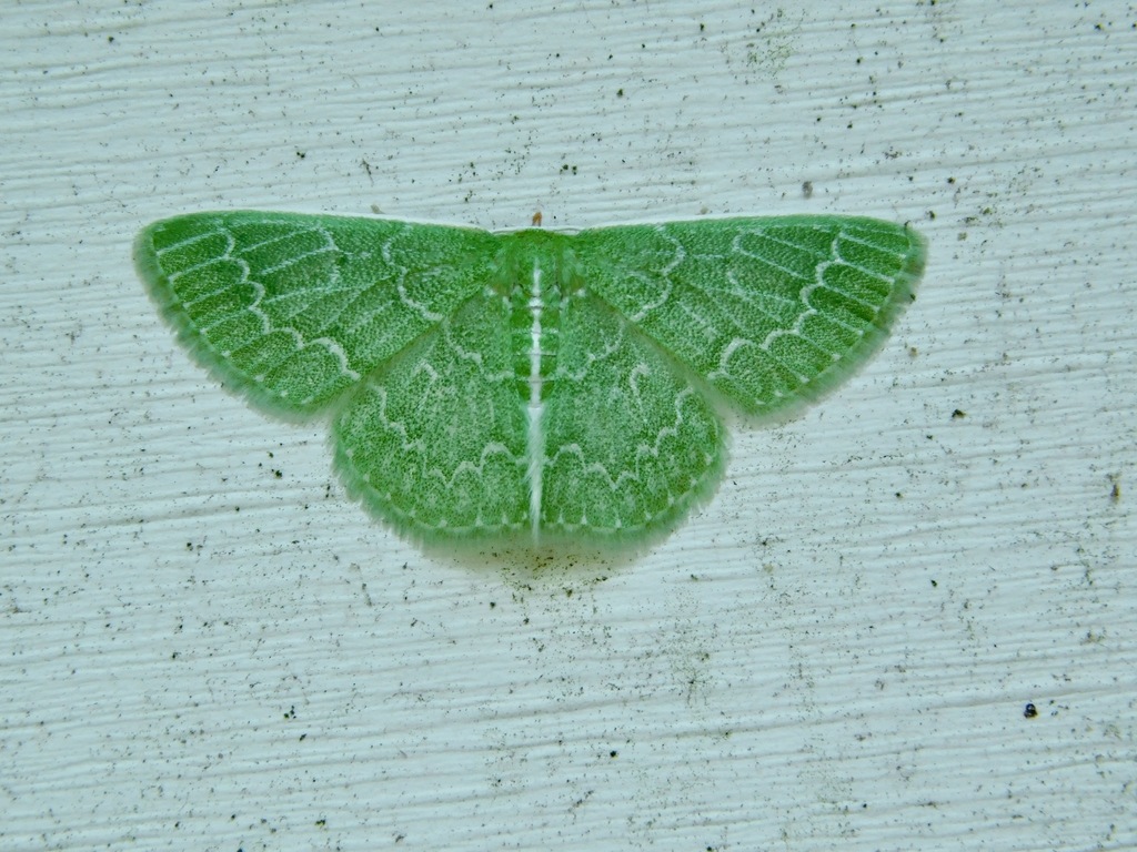 Southern Emerald Moth