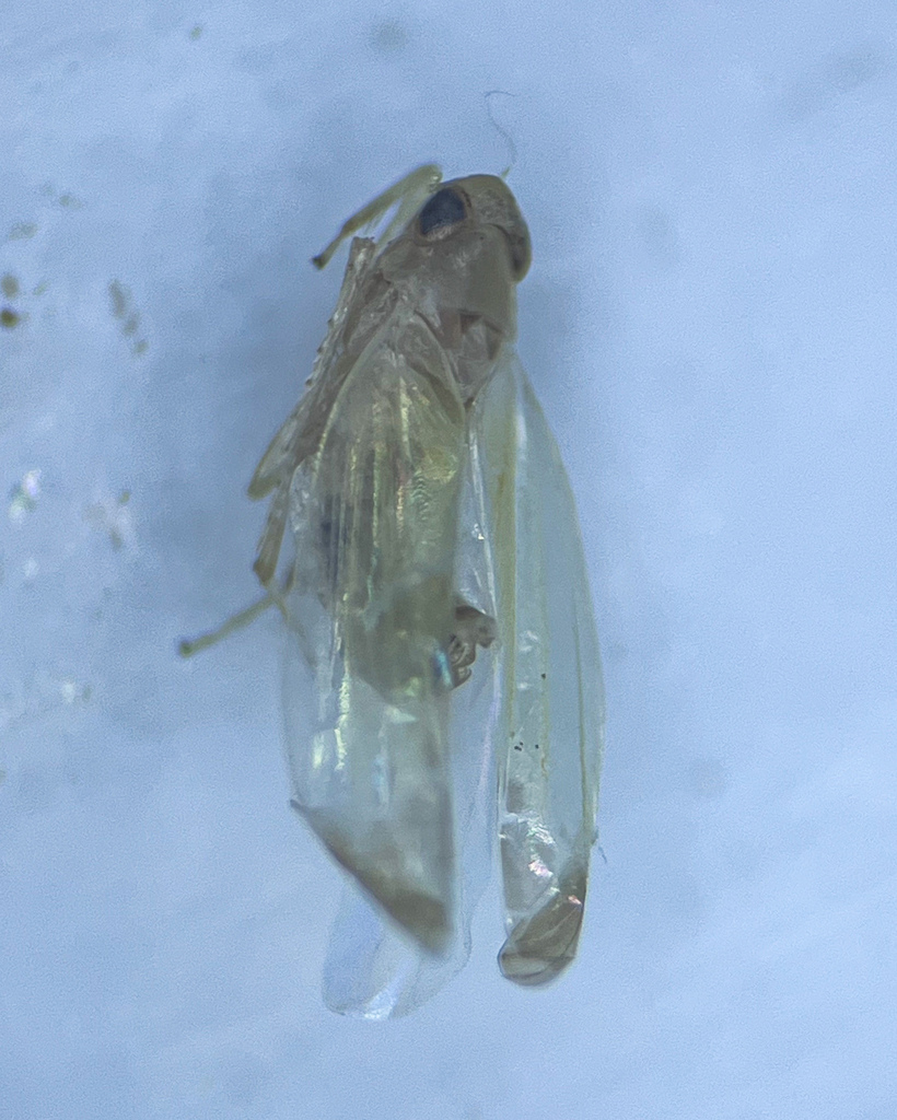Edwardsiana salicicola