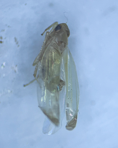 Edwardsiana salicicola