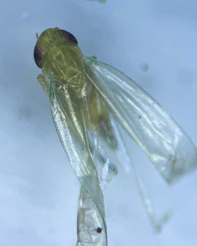 Asymmetrasca decedens