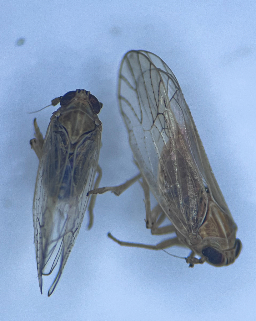 Plant hopper