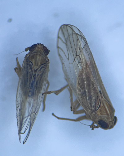 Plant hopper