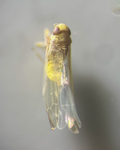 Edwardsiana lamellaris