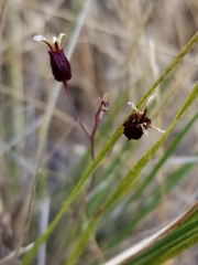 Streptanthus glandulosus niger