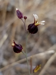 Streptanthus glandulosus niger