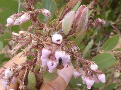 Arctostaphylos otayensis