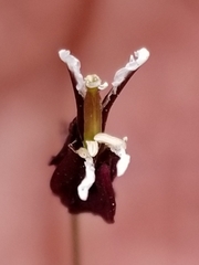 Streptanthus glandulosus niger