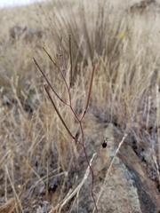 Streptanthus glandulosus niger