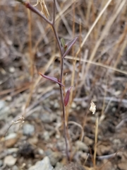 Streptanthus glandulosus niger
