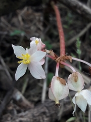 Begoniaceae