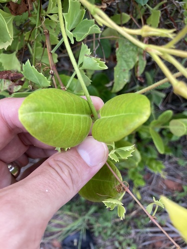 Image of Pentalinon luteum by no rights reserved
