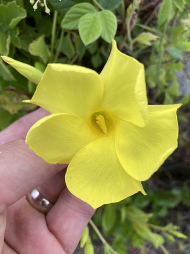 Image of Pentalinon luteum by no rights reserved