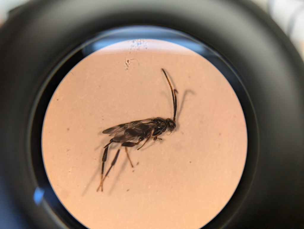Parasitoid wasp