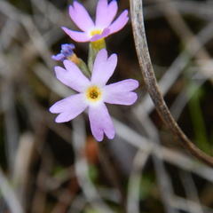 Primula incana
