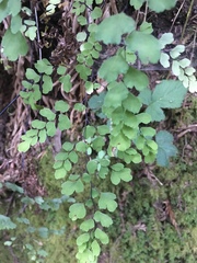 Adiantum jordanii