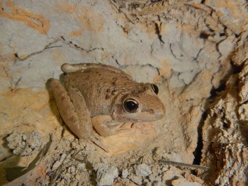 Peter's Frog, Litoria inermis