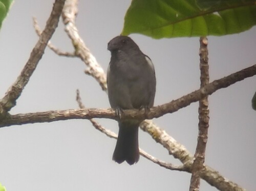 Sulphur-rumped Tanager (Heterospingus rubrifrons), photo 4