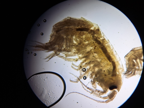 Gammarus insensibilis