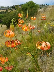 Lilium pardalinum pardalinum