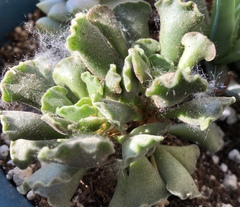 Adromischus cristatus